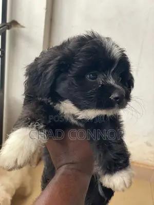 1-3 months Female Purebred Maltese