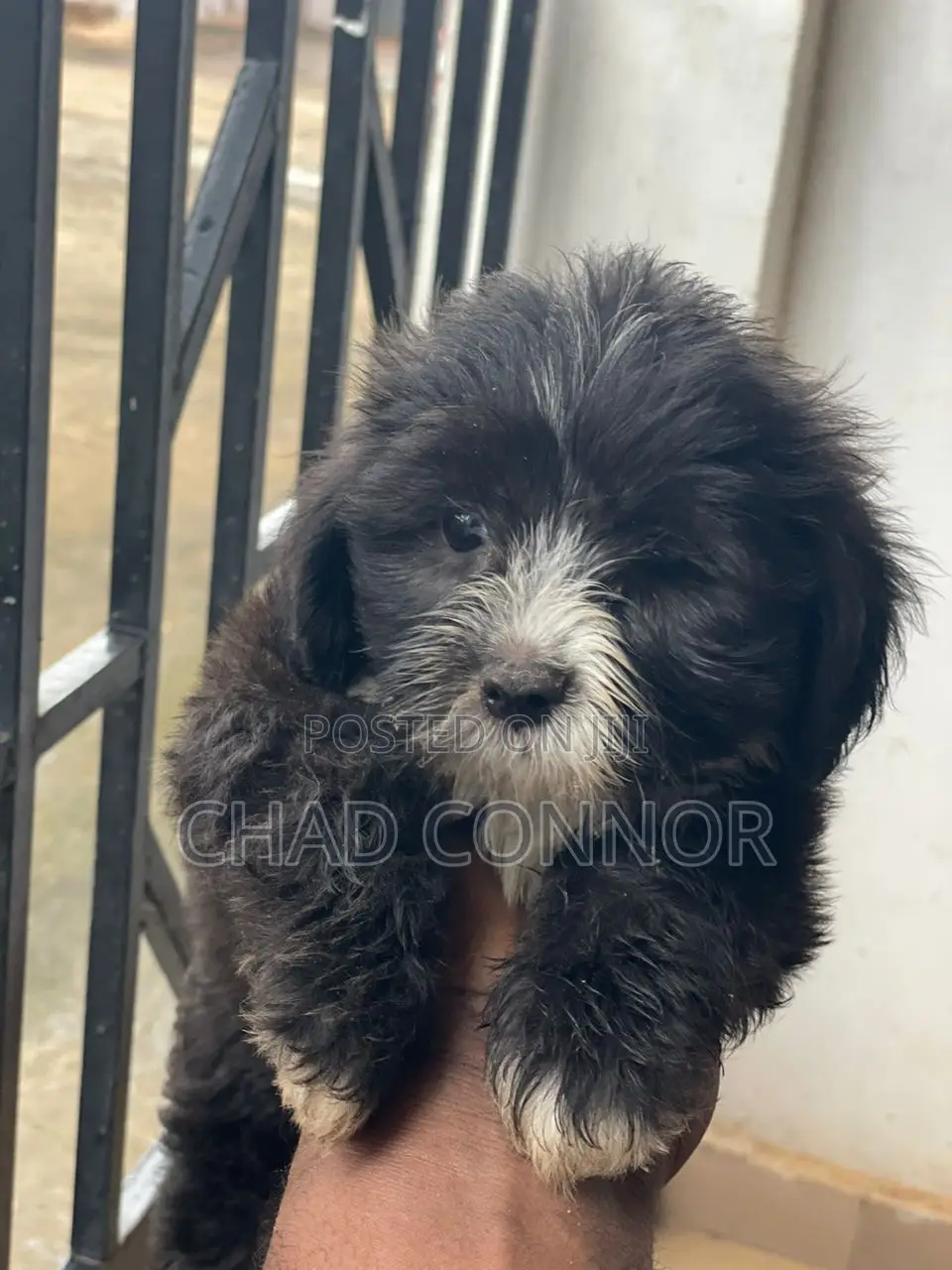 1-3 months Female Purebred Maltese