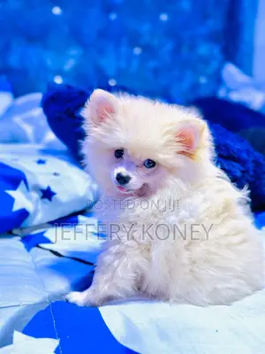 1-3 months Male Purebred Pomeranian