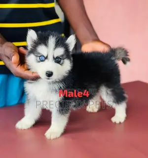 1-3 months Male Purebred Siberian Husky
