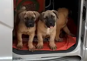 3-6 months Male Purebred Boerboel
