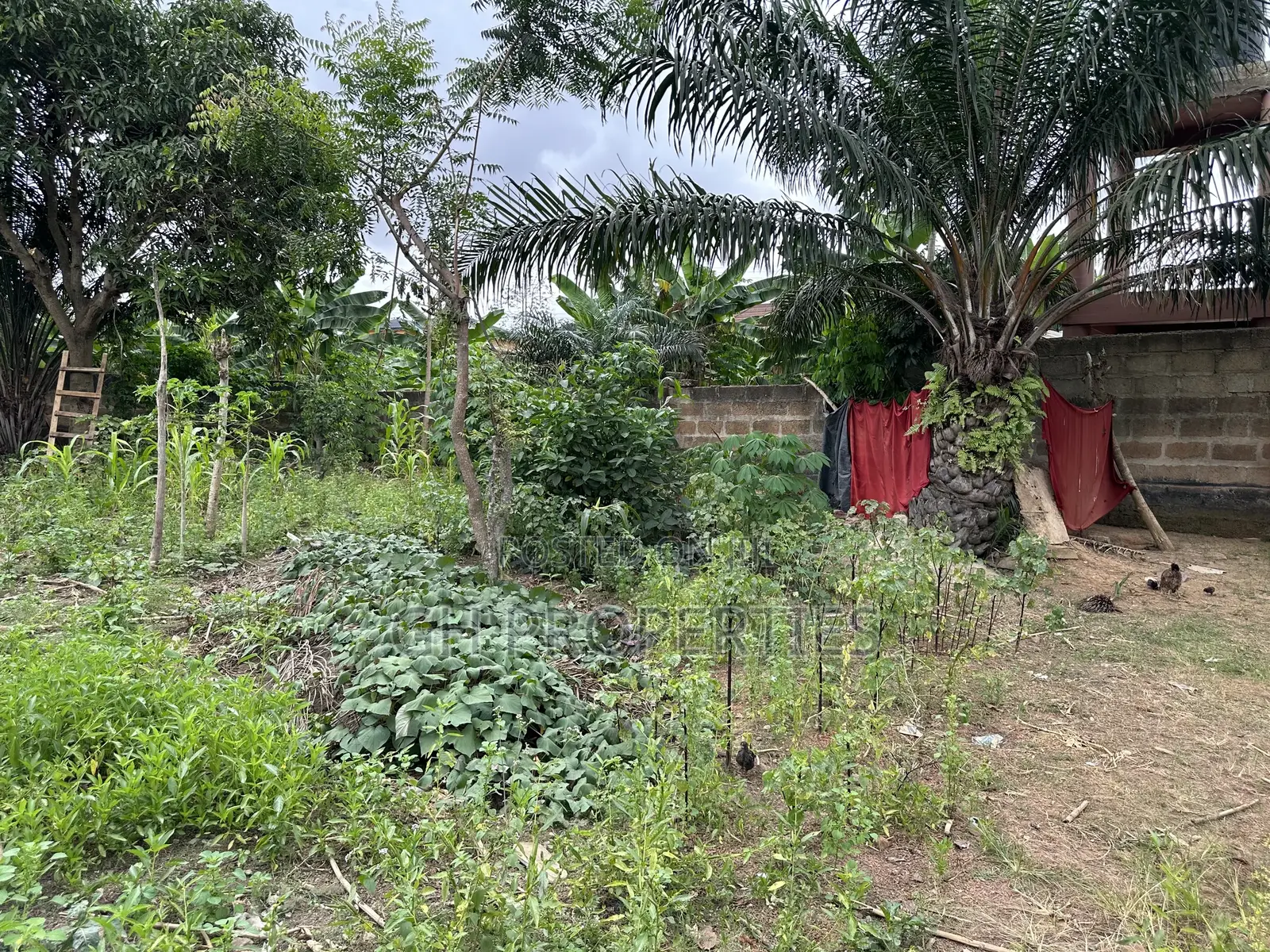 One Full Plot for Sale at Daban.