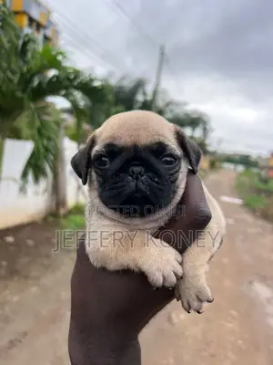 1-3 months Female Purebred Pug