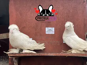 1 Pair of White Giant Hungarian House Pigeons