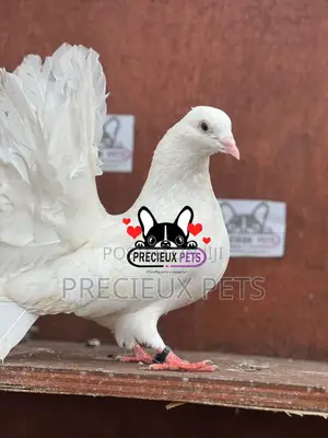 Adult Female American Fantail Pigeon