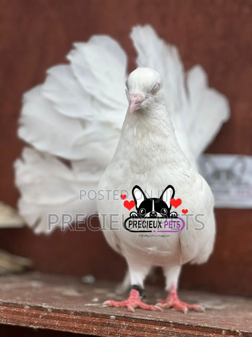 Adult Female American Fantail Pigeon