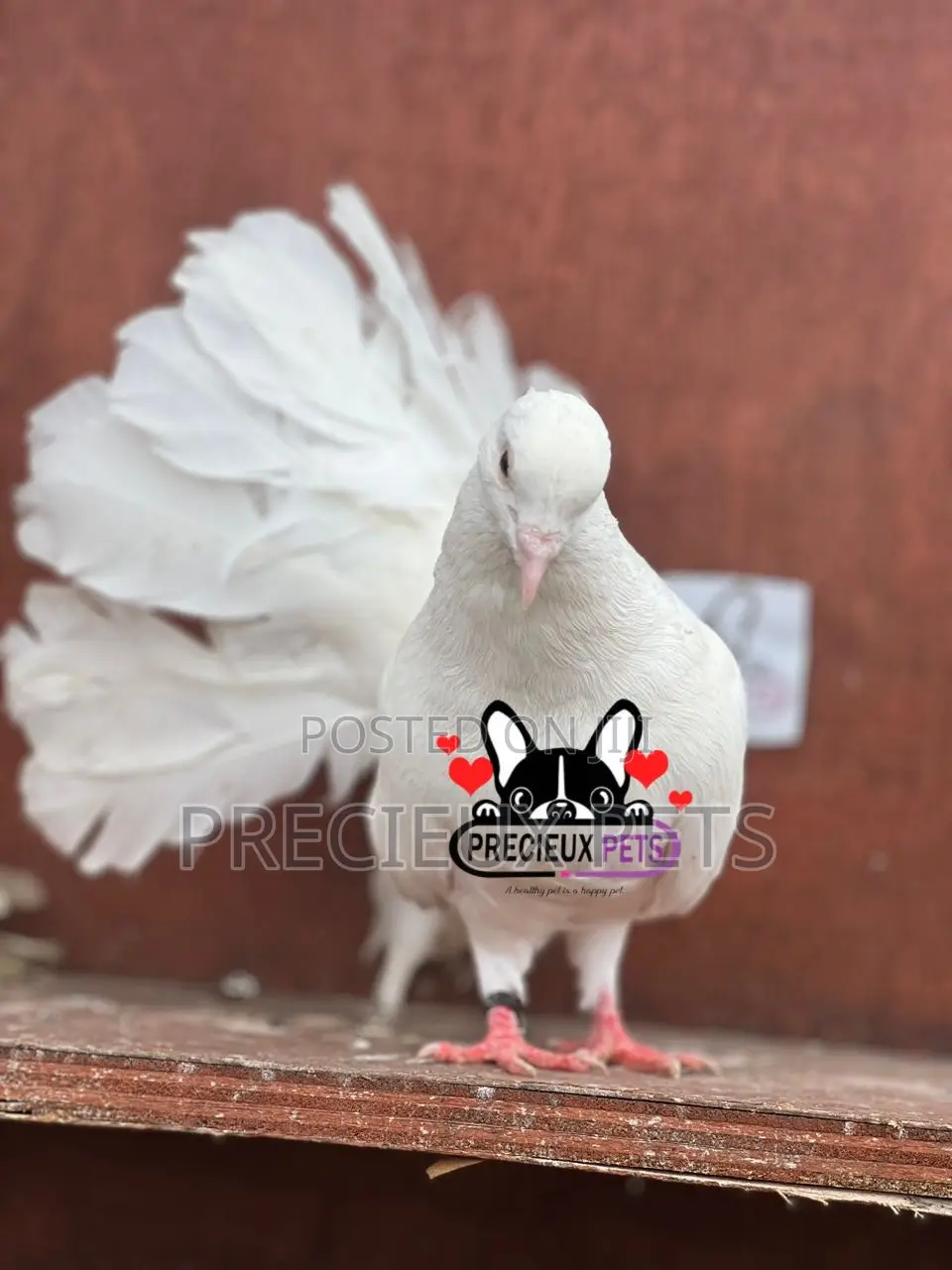 Adult Female American Fantail Pigeon