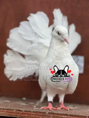 Adult Female American Fantail Pigeon