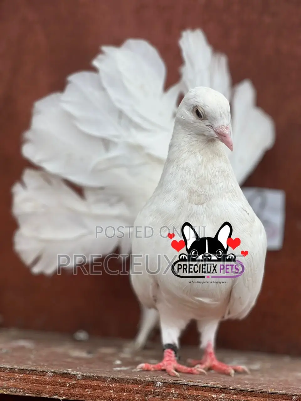 Adult Female American Fantail Pigeon