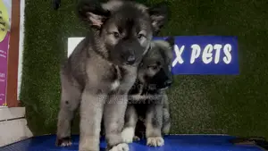 1-3 months Male Purebred Caucasian Shepherd