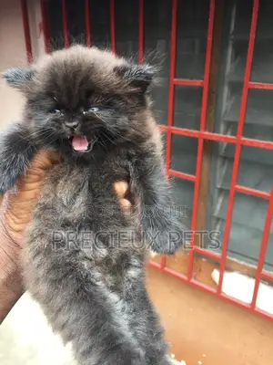 1-3 months Male Purebred Persian