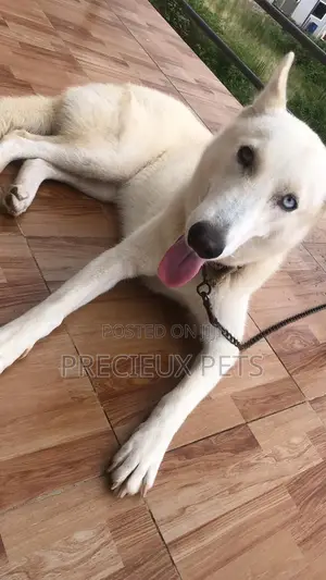 1+ year Female Purebred Siberian Husky