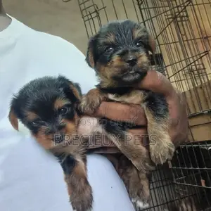 1-3 months Male Purebred Yorkshire Terrier