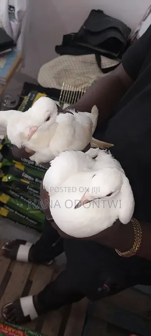 Very Beautiful Pigeons