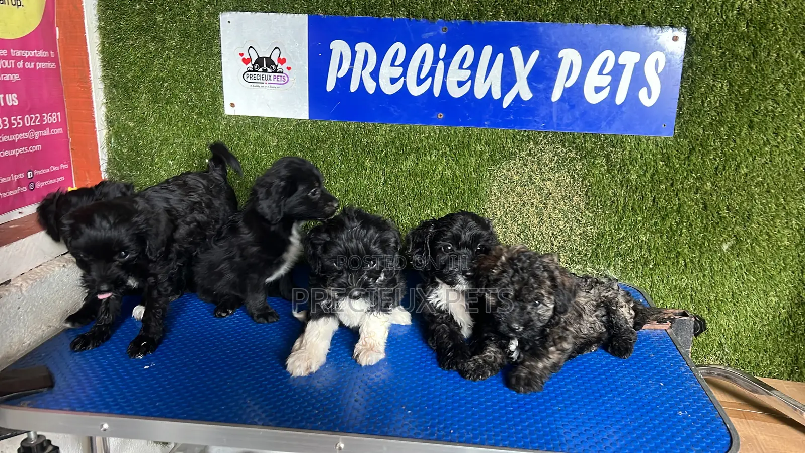 1-3 months Female Purebred Poodle