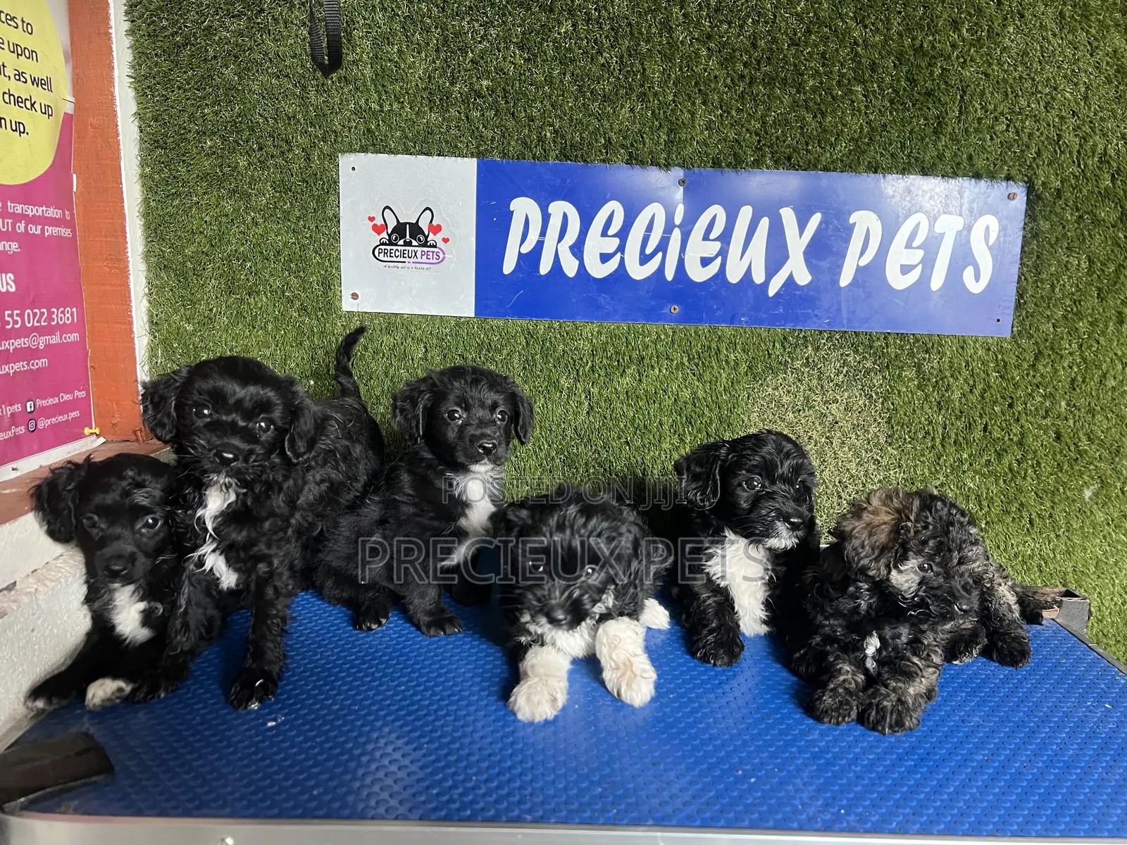 1-3 months Female Purebred Poodle