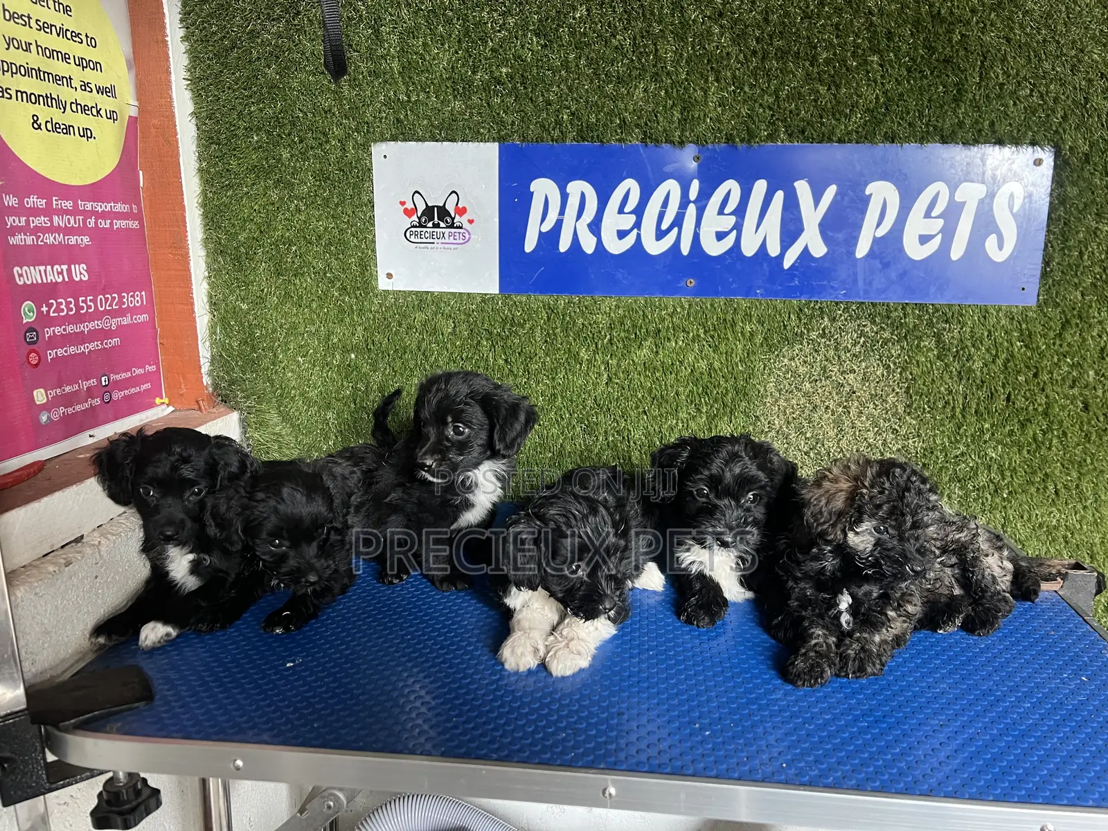 1-3 months Female Purebred Poodle