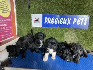1-3 months Female Purebred Poodle