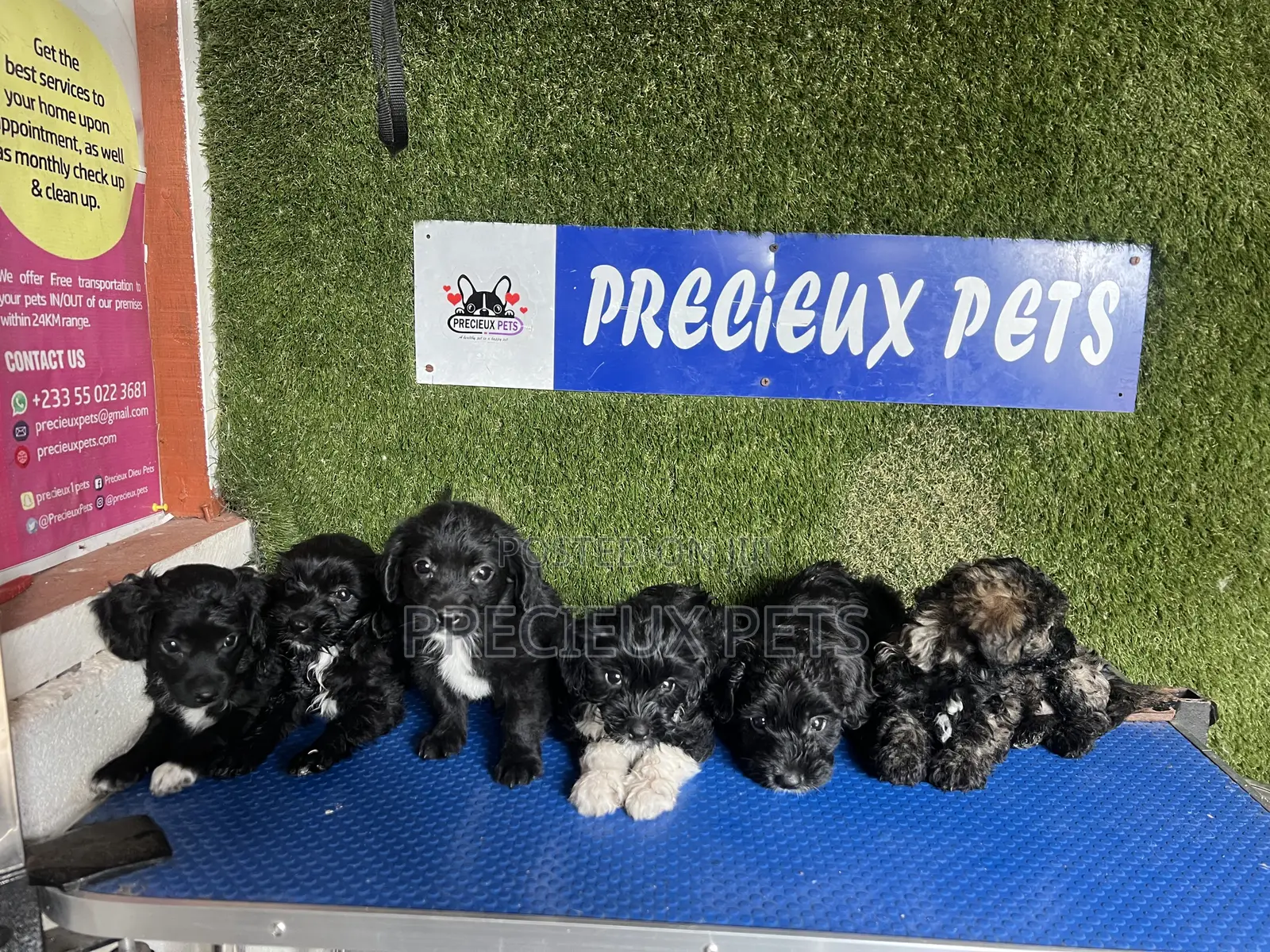 1-3 months Female Purebred Poodle