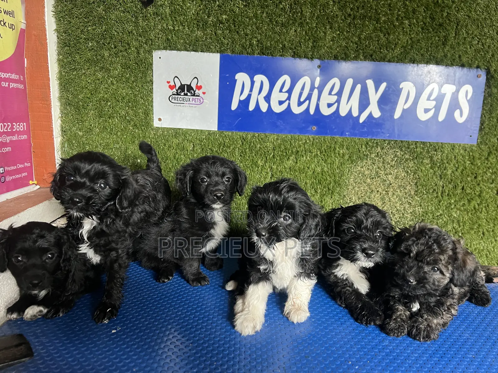 1-3 months Female Purebred Poodle