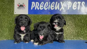 1-3 months Female Mixed Breed Maltipoo