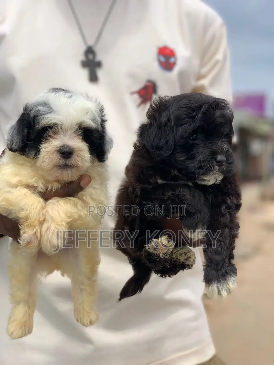1-3 months Female Purebred Poodle