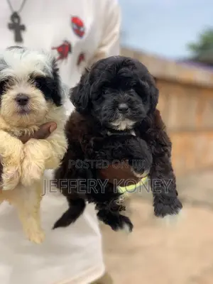 1-3 months Female Purebred Poodle