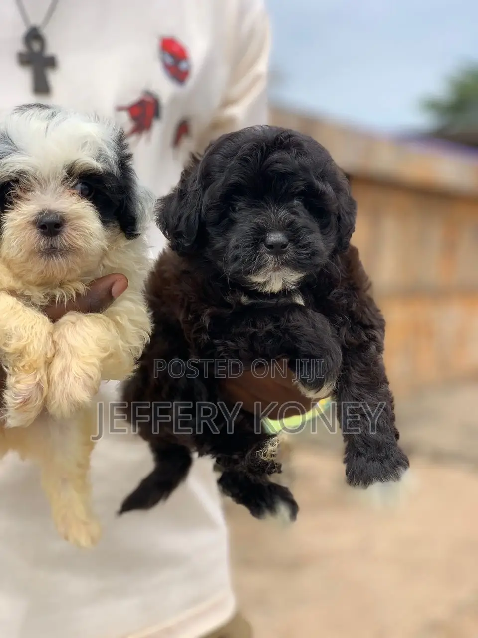 1-3 months Female Purebred Poodle