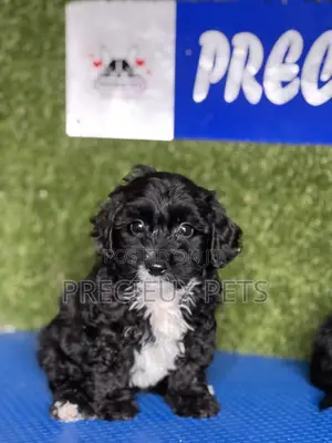 1-3 months Male Purebred Poodle
