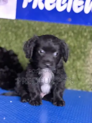 1-3 months Male Mixed Breed Maltipoo