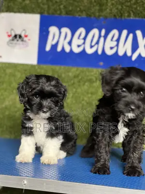 1-3 months Female Purebred Poodle