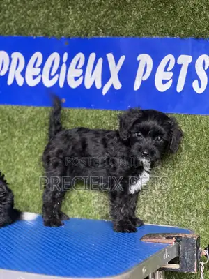 1-3 months Male Purebred Poodle