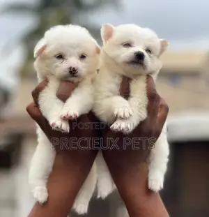 1-3 months Male Purebred American Eskimo