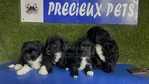 1-3 months Female Purebred Poodle