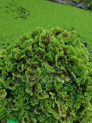 Azolla Seeds