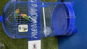 1 Pair of Fischer Lovebird and a Cage