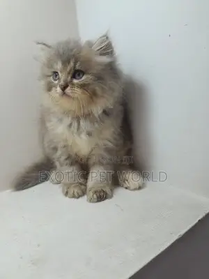 1-3 months Female Purebred Persian