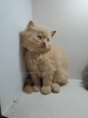 1-3 months Female Purebred Persian