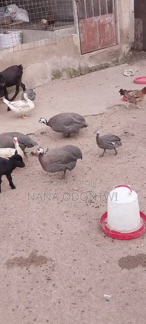Mature Guinea Fowl