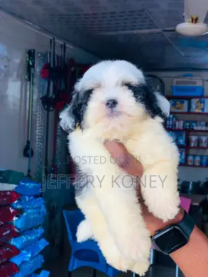 1-3 months Male Purebred Poodle