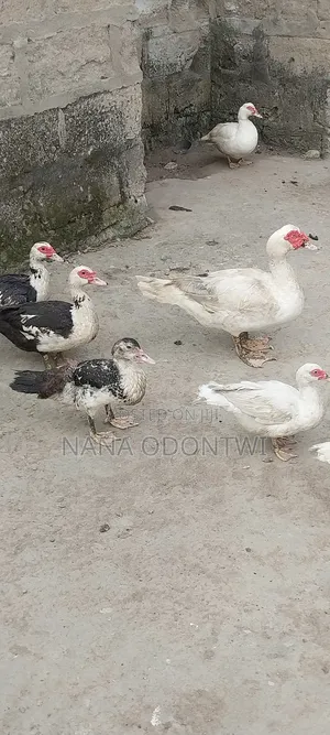 Beautiful Ducks