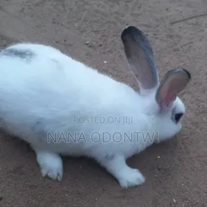 Adorable Rabbits
