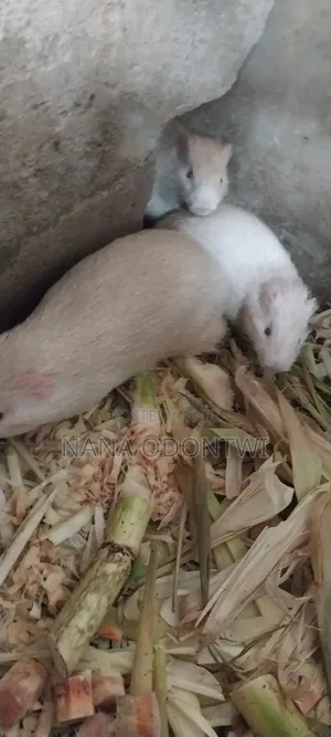 Albino Grasscutter