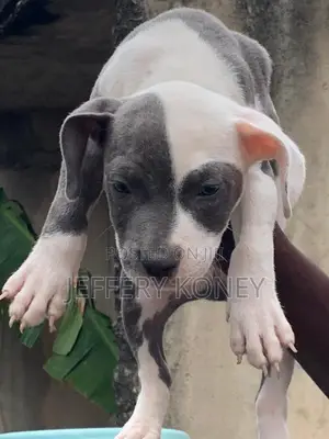 1-3 months Male Purebred American Bully