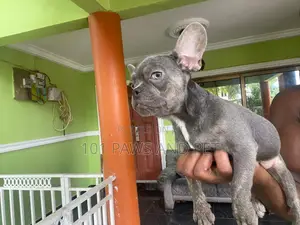 1-3 months Male Purebred French Bulldog