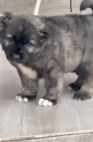 1-3 months Male Purebred Caucasian Shepherd