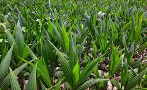 Hybrid and Dwarf Coconut Seedlings of Good Quality
