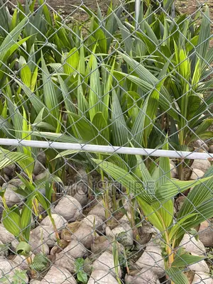 Hybrid Coconut Seeds
