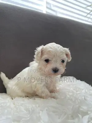 1-3 months Male Purebred Maltese