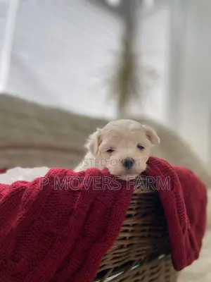 1-3 months Male Purebred Maltese